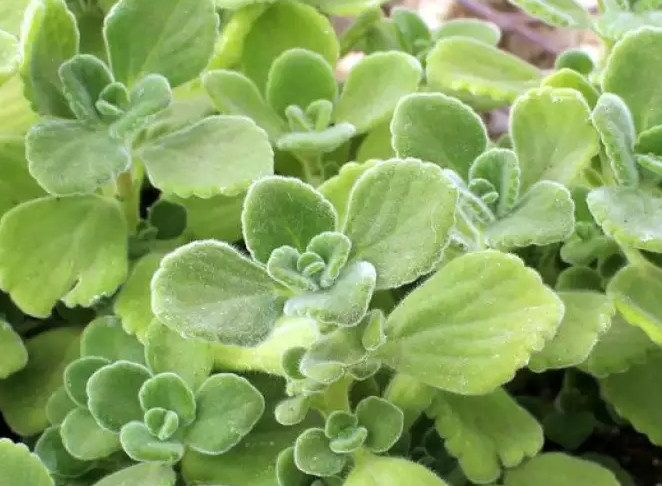 Nhất Mạt Hương Hợp Mệnh Gì? Luận Giải Phong Thủy Chi Tiết