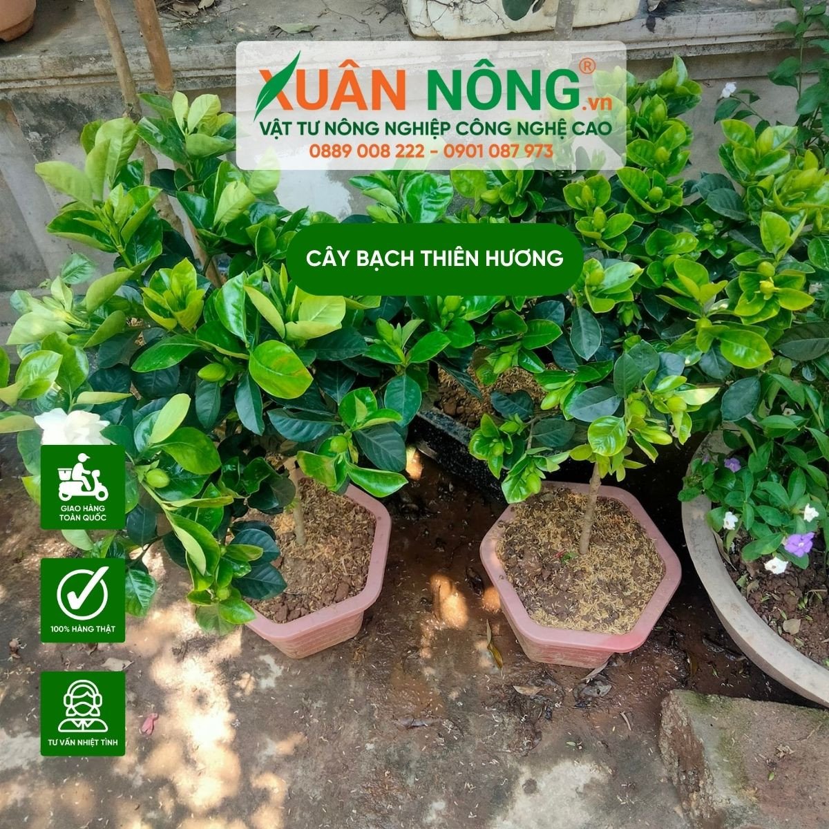 Chăm sóc cây bạch thiên hương để hoa nở nhiều, mang lại may mắn và hợp mệnh