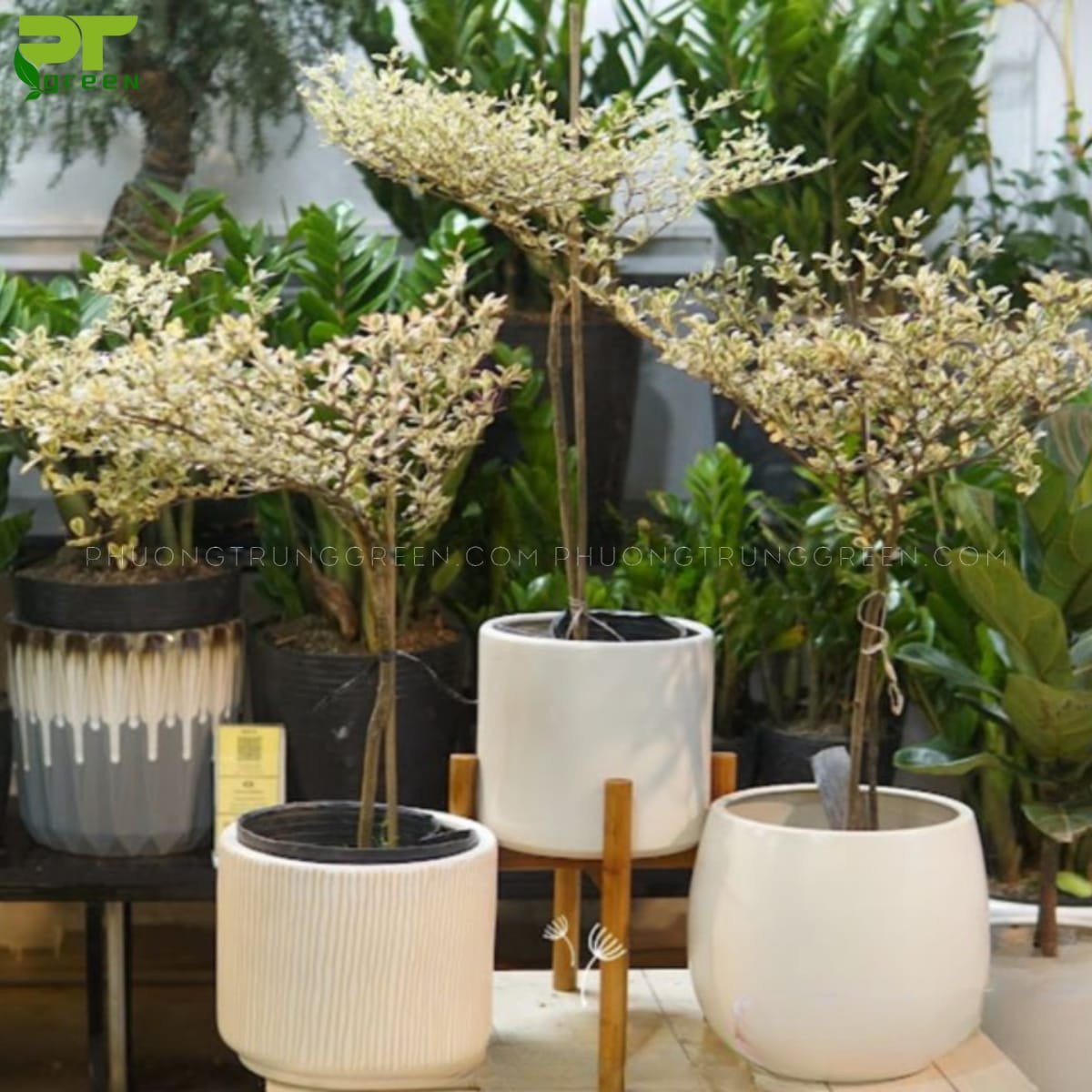 Chăm sóc cây bàng cẩm thạch đúng cách giúp cây phát triển khỏe mạnh, tăng cường năng lượng tích cực