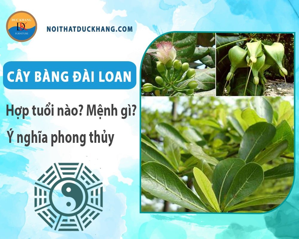 Chăm sóc Cây Bàng Đài Loan