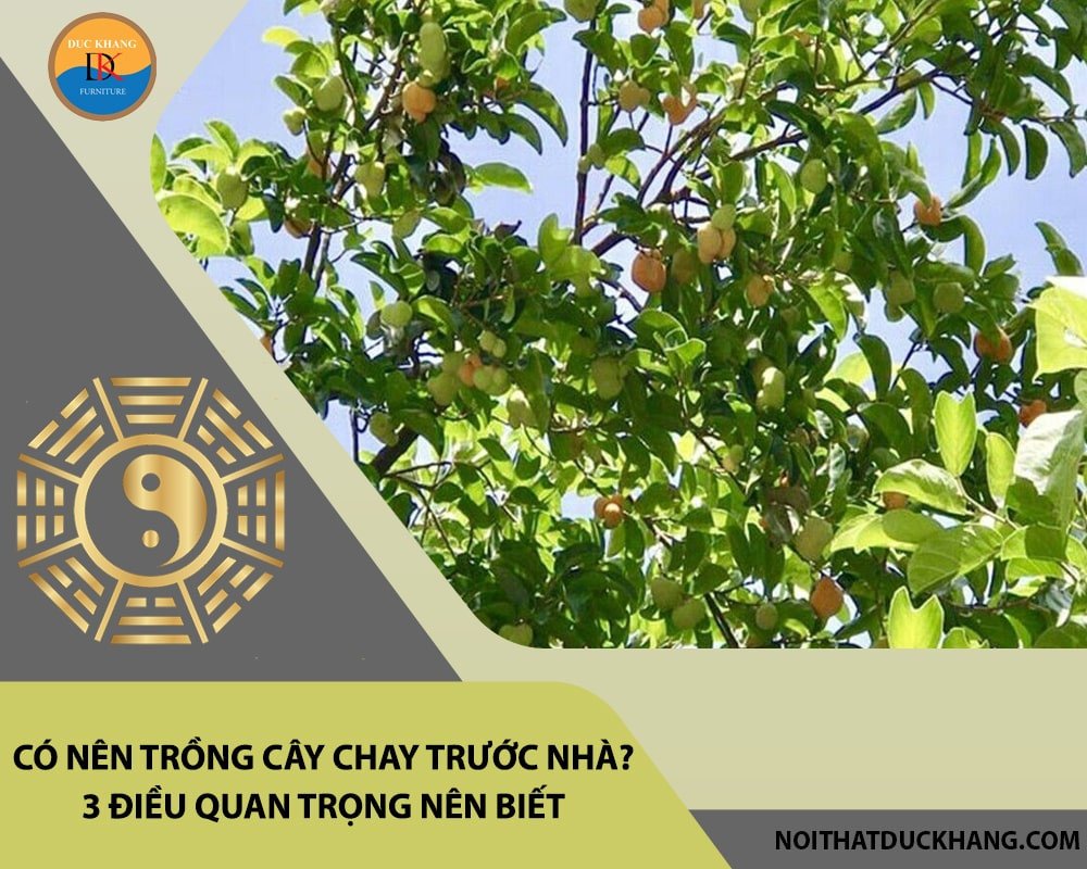 Chăm sóc cây chay để cây luôn tươi tốt, mang lại may mắn cho gia chủ.