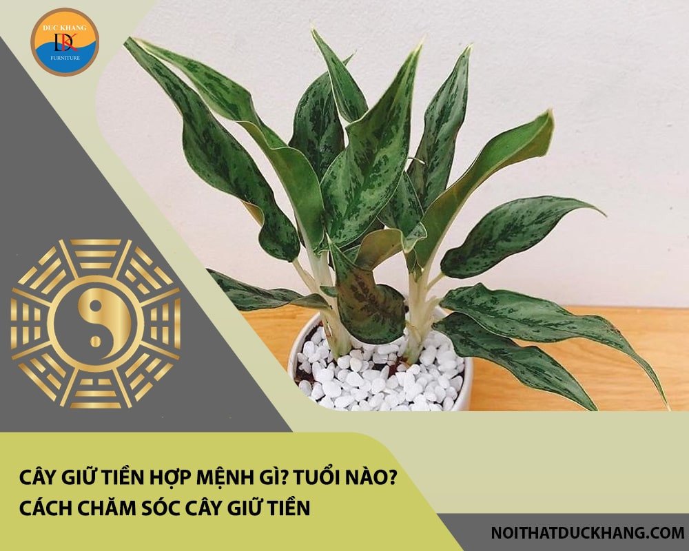 Chăm sóc cây giữ tiền đúng cách giúp cây luôn xanh tốt và phát triển