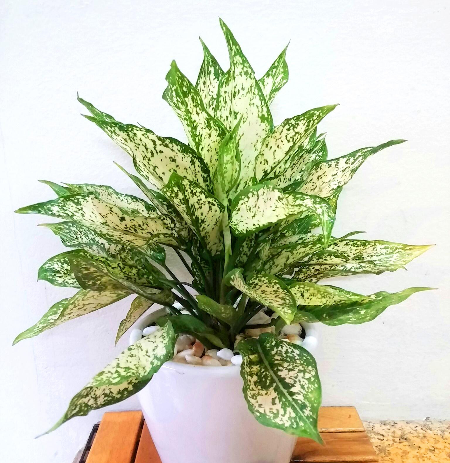 Chăm sóc cây ngọc ngân đúng cách giúp cây luôn tươi tốt