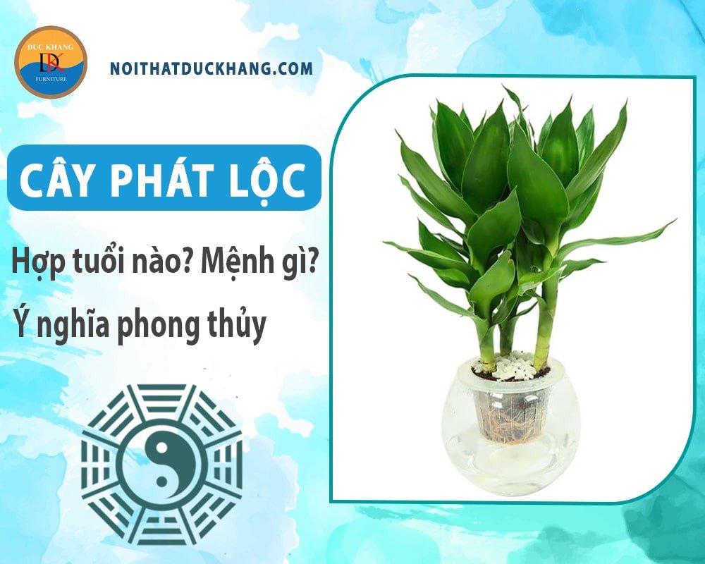 Chăm sóc cây phát lộc hợp phong thủy luôn xanh tốt