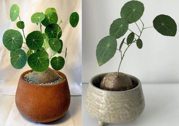 Chăm sóc củ bình vôi tại nhà