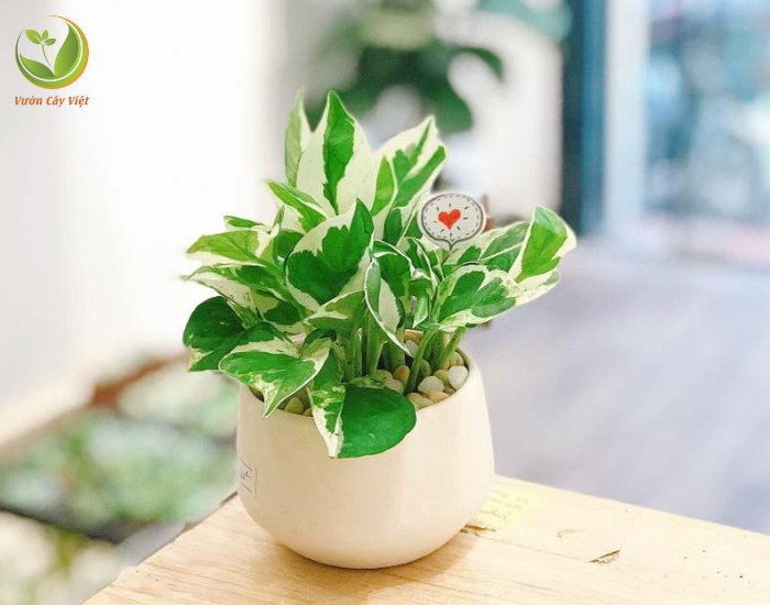 Chăm sóc Trầu Bà Cẩm Thạch cần chú ý đến tưới nước, ánh sáng, nhiệt độ, độ ẩm và dinh dưỡng