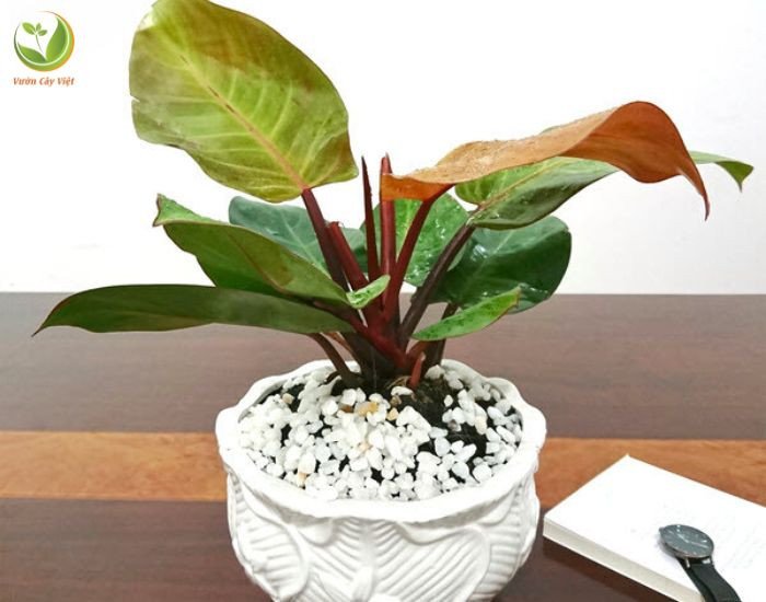 Chăm sóc trầu bà đế vương đỏ trong môi trường ánh sáng tự nhiên