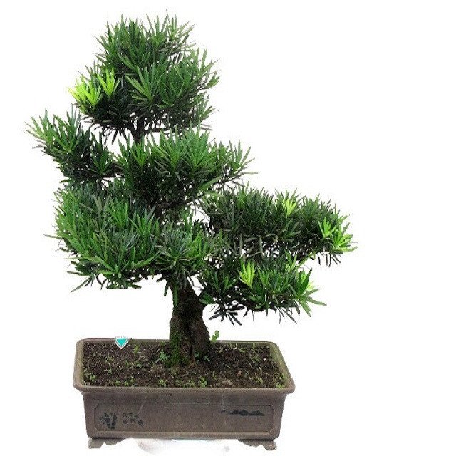 Chăm sóc vạn niên tùng cần chú ý cẩn thận để cây phát triển tốt