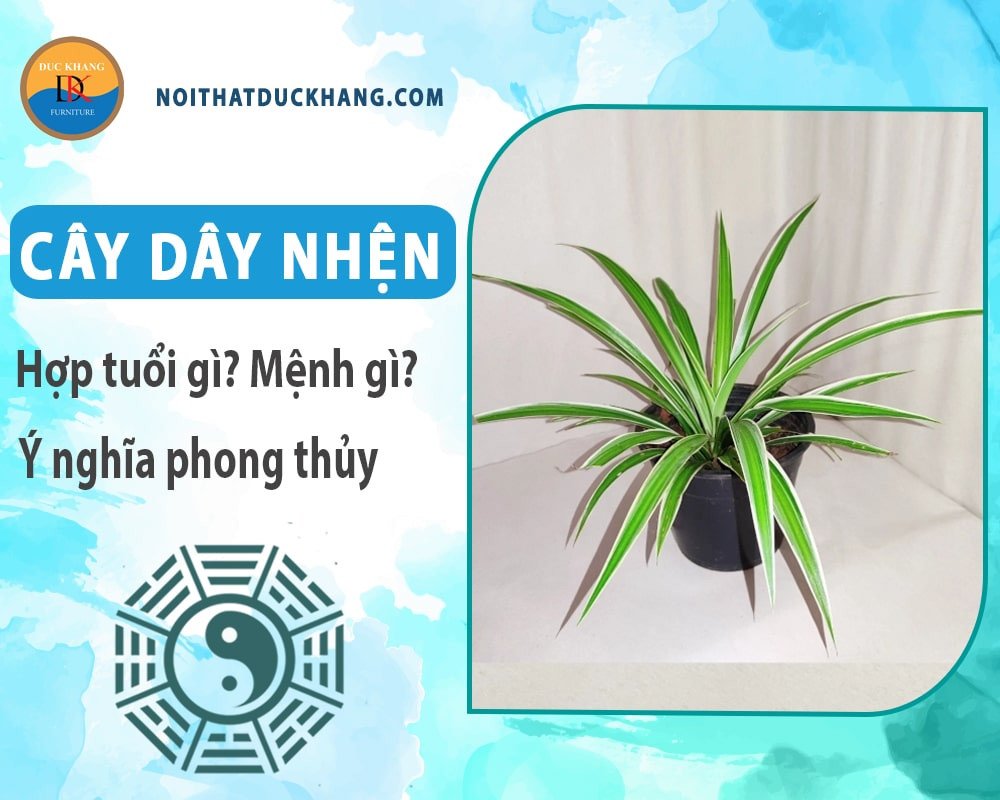 Chậu cây dây nhện lá dài, thân mảnh mai xanh tươi