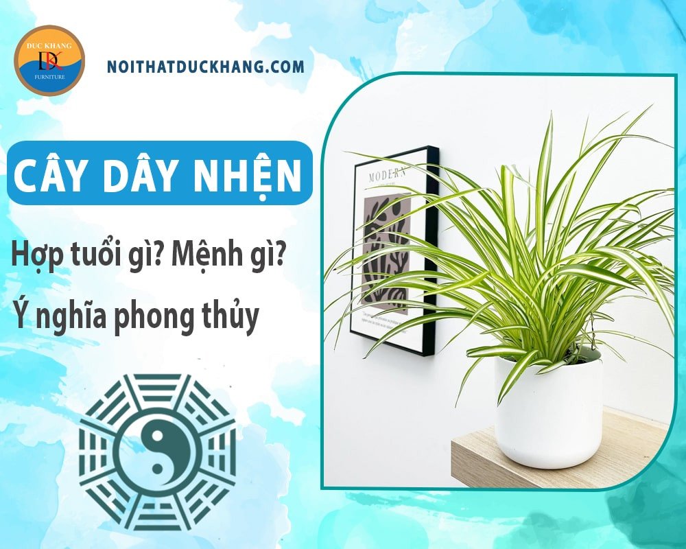 Chậu cây dây nhện tươi tốt tượng trưng cho may mắn