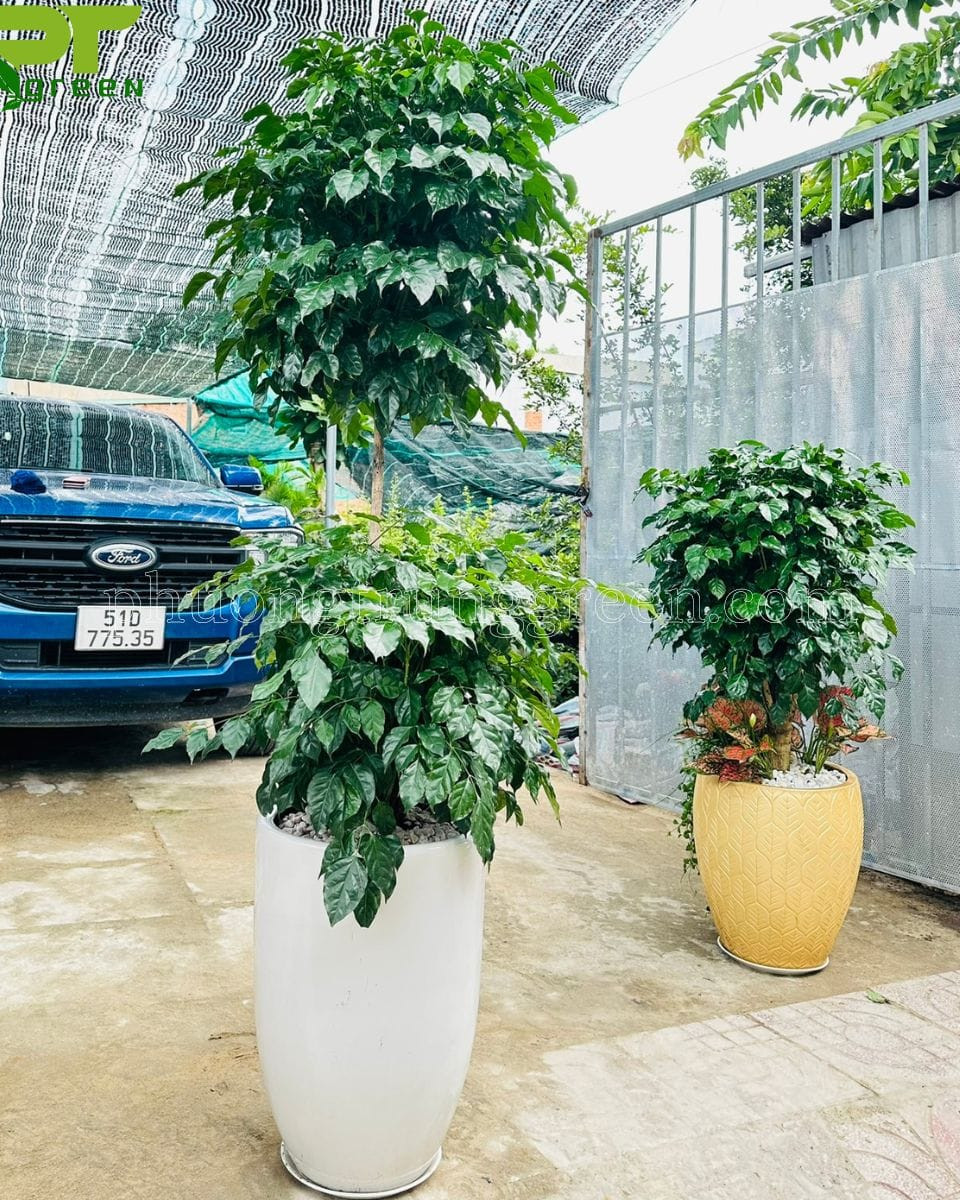 Chậu cây Hạnh Phúc hai tầng đặt trong nhà