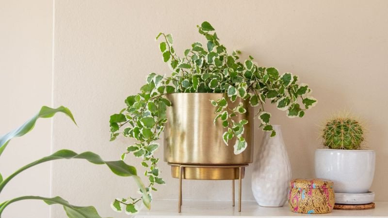 Chậu cây thường xuân để bàn trang trí nội thất mang lại may mắn