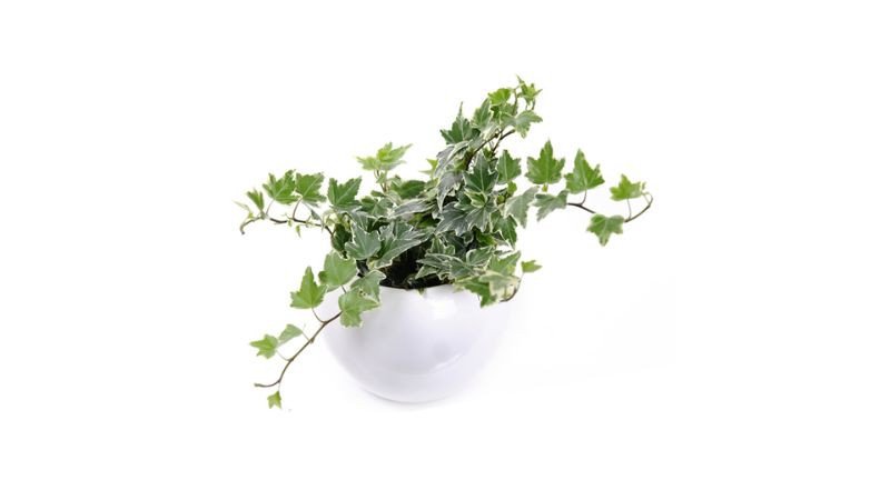 Chậu cây thường xuân nhỏ gọn để bàn làm việc hợp mệnh