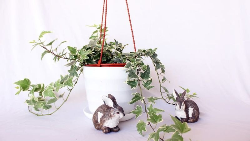Chậu cây thường xuân trang trí bàn làm việc mang đến sinh khí tốt