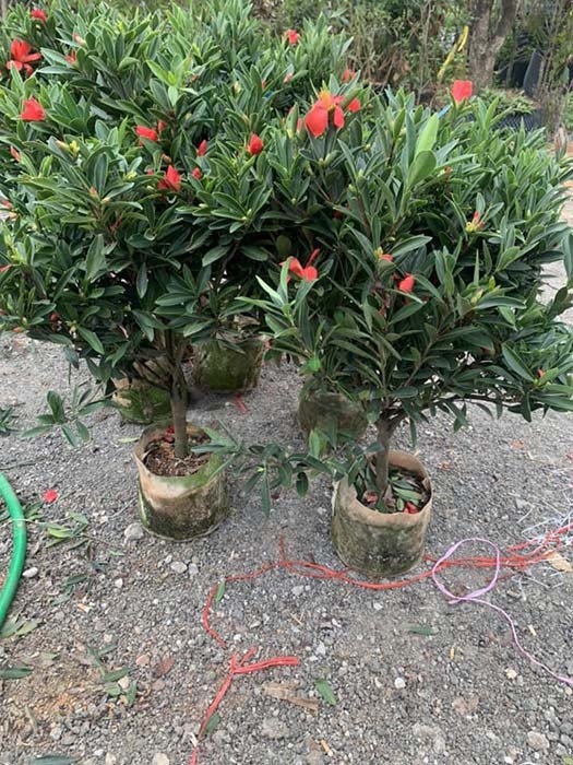 Chậu cây trà tứ quý nhỏ gọn, phù hợp để đặt trong nhà hoặc bàn thờ, mang lại vượng khí.