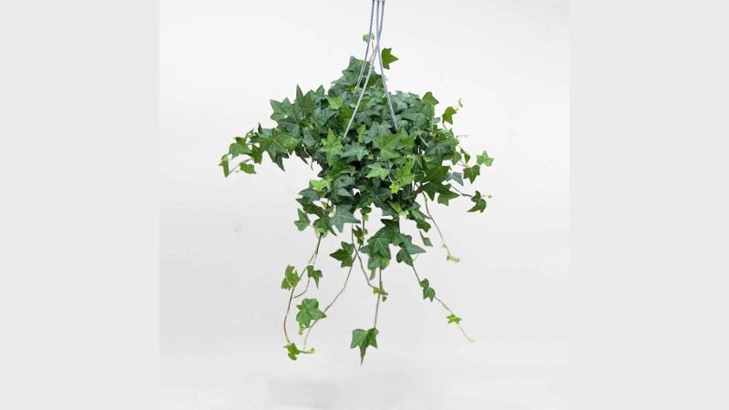 Chậu thường xuân treo rủ xanh tươi tạo điểm nhấn cho không gian