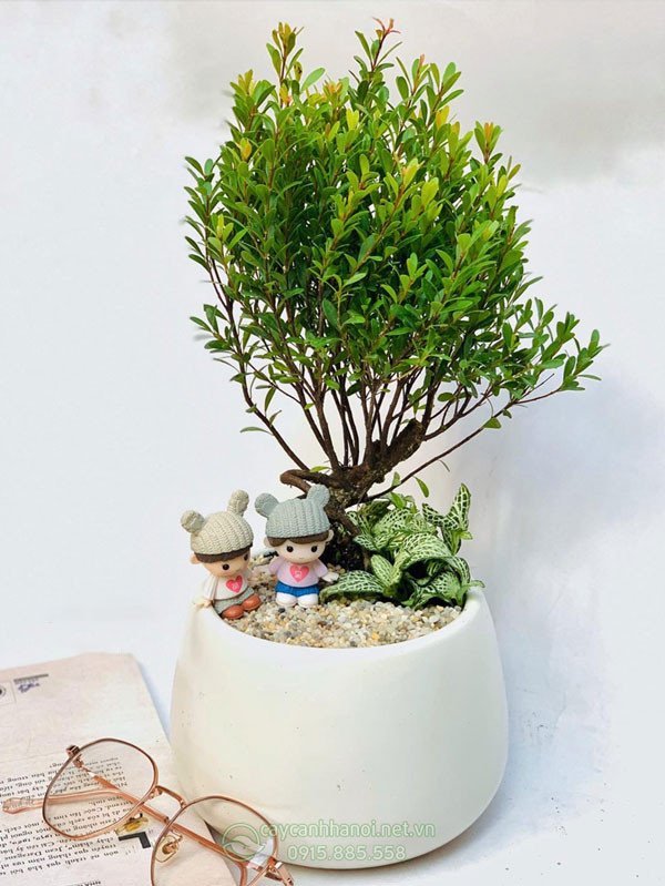 Chậu Tiểu Diệp Xích Nam làm quà tặng ý nghĩa hợp mệnh