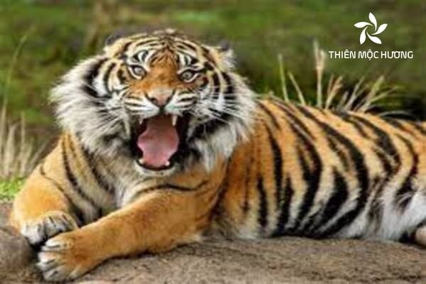Chọn màu theo tuổi hợp mệnh với Canh Dần 2010