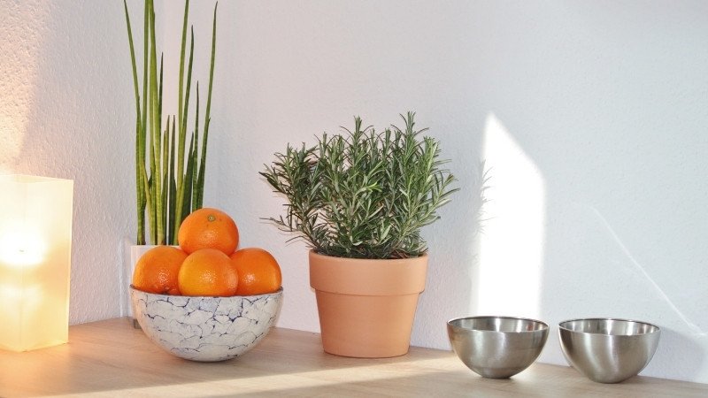 Chuẩn bị đất và chậu trồng hương thảo đúng cách