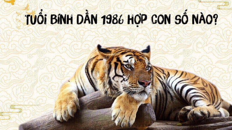 Con số hợp mệnh Bính Dần 1986 mang lại tài lộc