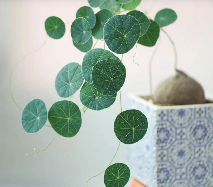 Công dụng chữa bệnh của củ bình vôi