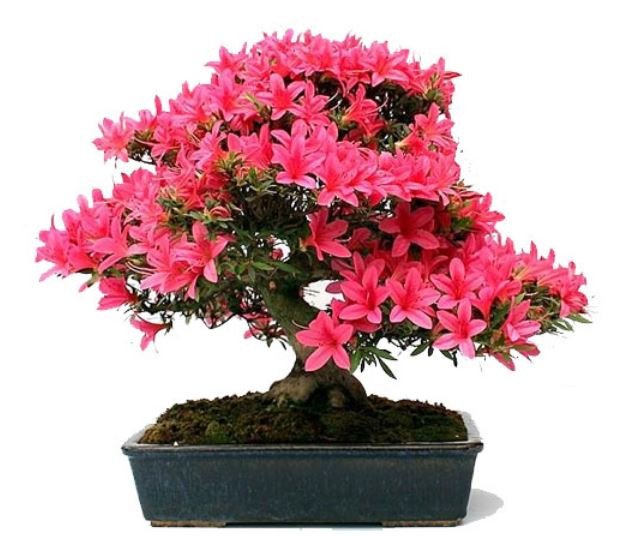Công dụng của Hoa Đỗ Quyên trong việc thanh lọc không khí và y học
