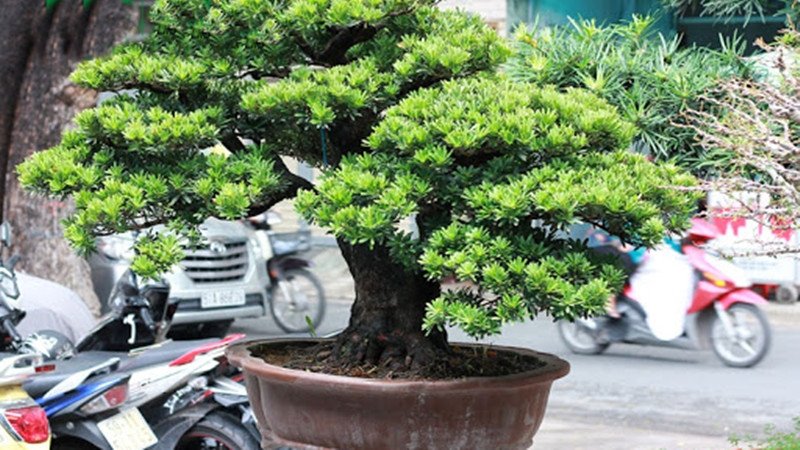 Công dụng đa dạng của cây tùng la hán trong trang trí và môi trường