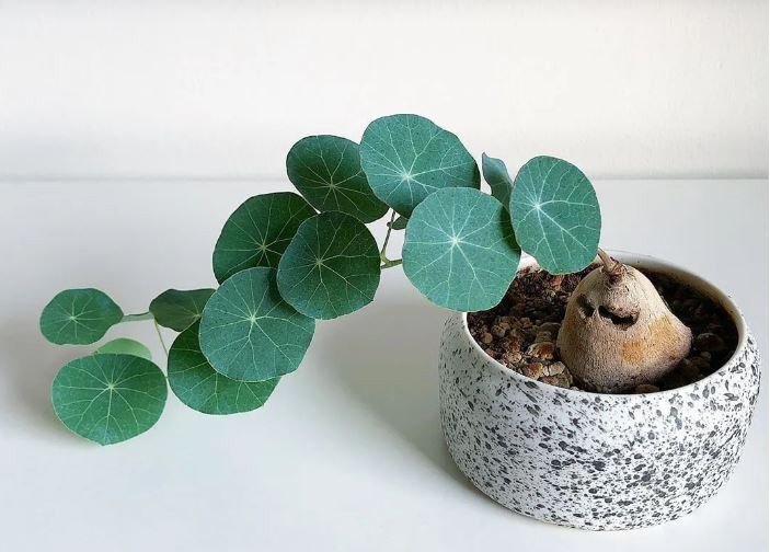 Củ bình vôi với lá xanh mơn mởn