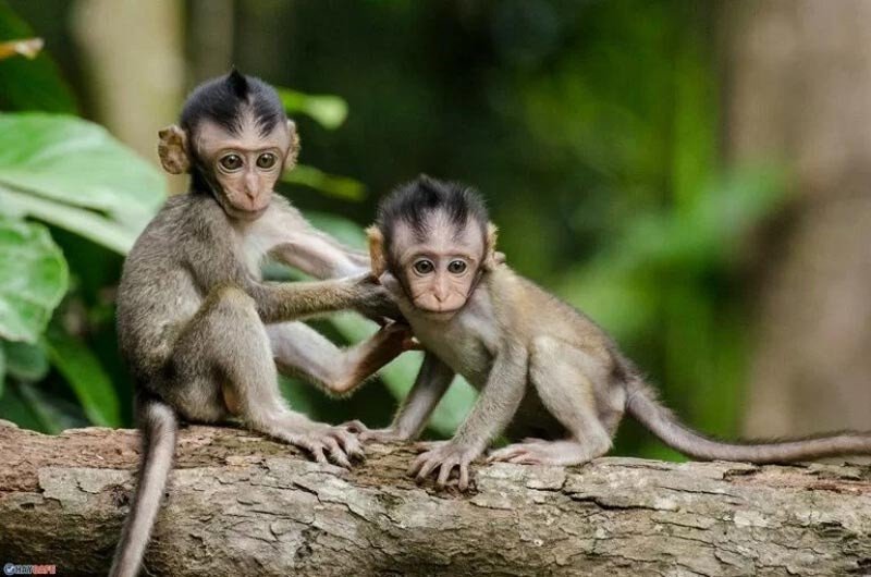 Đặc điểm của người sinh năm Mậu Thân, kết hợp giữa sự vững chắc của Thổ và sự nhanh nhẹn của Thân