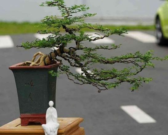 Đặc điểm hình thái của cây cần thăng