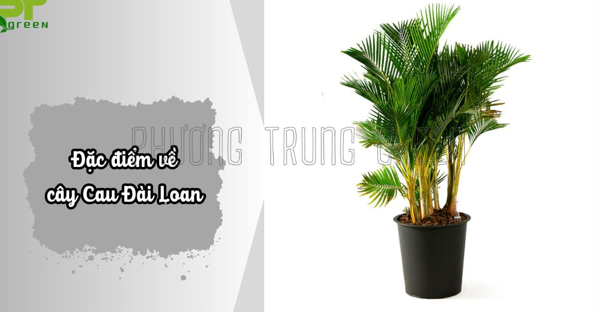 Đặc điểm hình thái của cây cau vàng trong không gian nội thất