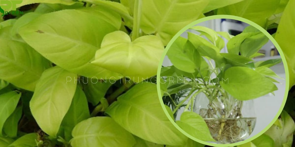 Đặc điểm hình thái độc đáo của cây trầu bà vàng