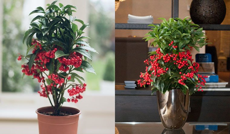Đặc điểm hình thái và chùm quả đỏ rực của cây kim ngân lượng