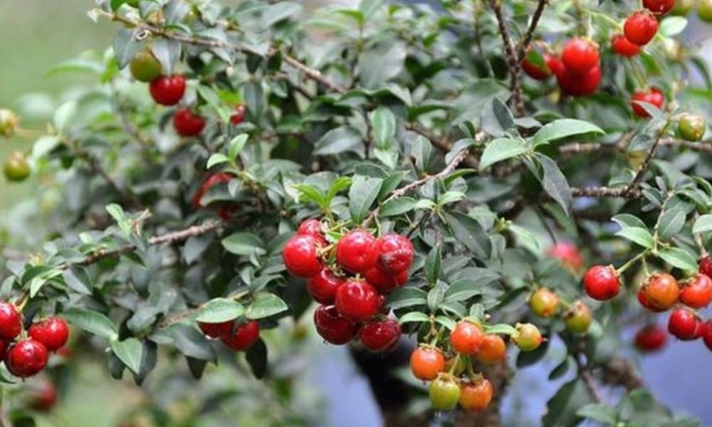 Đặc điểm và ý nghĩa phong thủy của cây hồng ngọc mai
