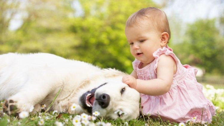 Đặc điểm vận mệnh và tính cách người tuổi Mậu Tuất 2018.