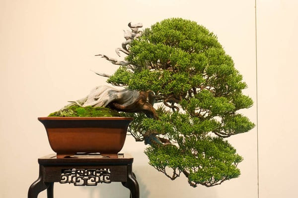 Dáng bonsai kim sa tùng độc đáo, nghệ thuật thu hút người chơi cây cảnh