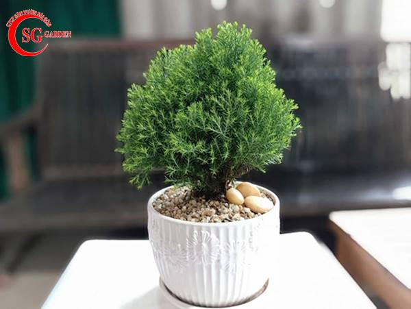 Dáng bonsai tinh tế của cây hải sơn tùng, phù hợp đặt trong văn phòng
