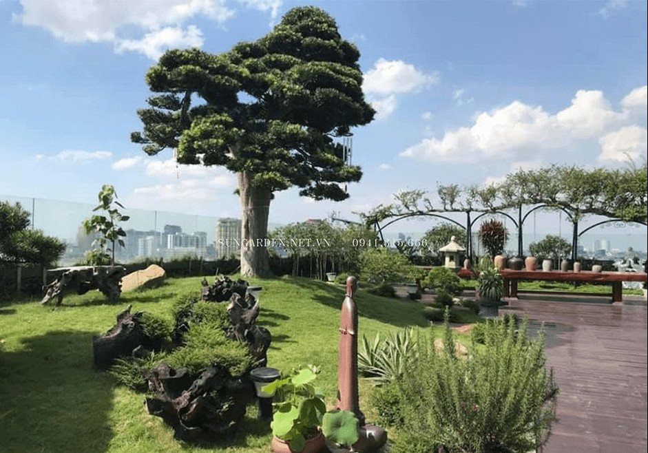 Dáng vẻ phong trần của cây tùng la hán cổ thụ, thể hiện khí phách của bậc quân tử
