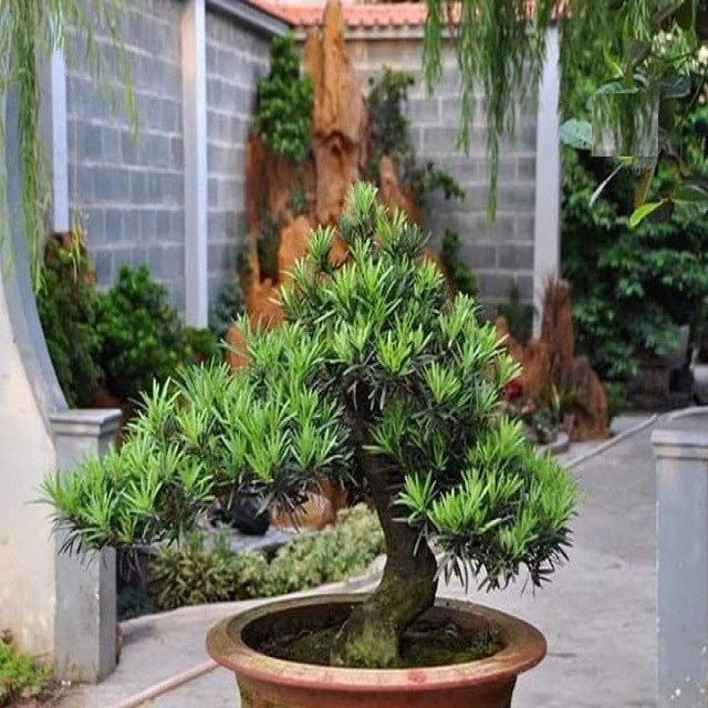 Giá bán cây cảnh vạn niên tùng khá đa dạng hiện nay, phụ thuộc nhiều yếu tố