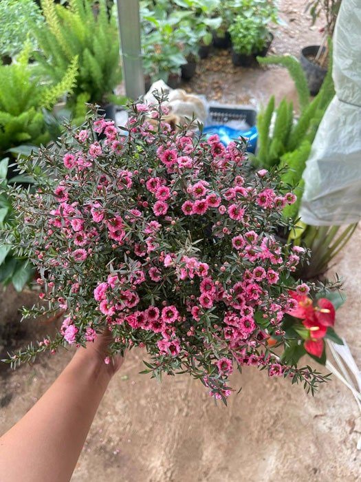 Giải đáp cây tùng tuyết mai hợp mệnh gì nhất