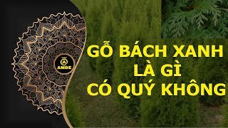 Gỗ bách xanh là loại gỗ quý