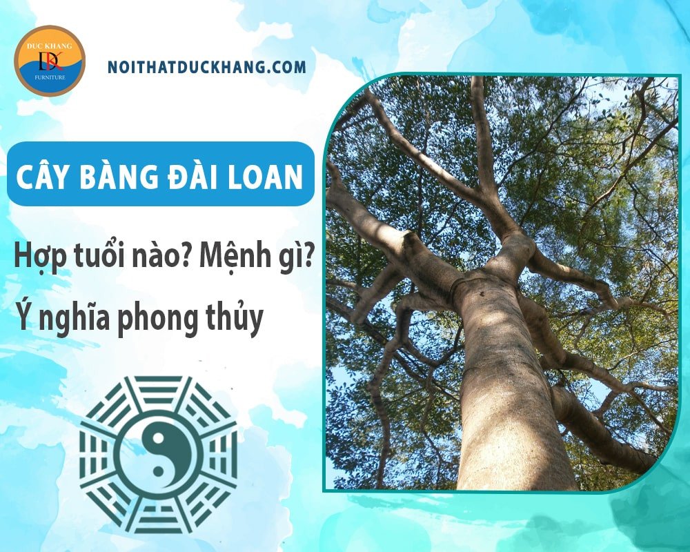 Hai loại Bàng Đài Loan: lá xanh và cẩm thạch