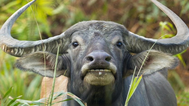 Hình ảnh biểu đồ vòng tròn 12 con giáp, minh họa quy tắc tính hạn Tam Tai cho các nhóm tuổi.