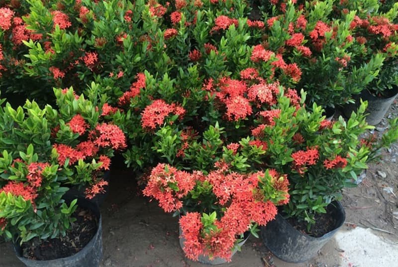 Hình ảnh cây bông trang còn gọi là cây mẫu đơn, minh họa vẻ đẹp tự nhiên và phổ biến