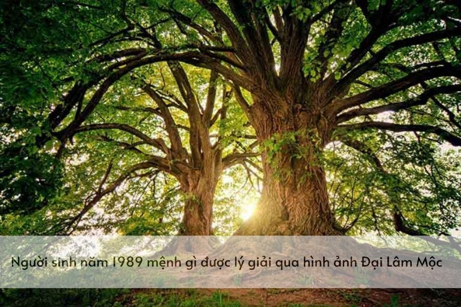 Hình ảnh cây đại thụ lớn tượng trưng cho mệnh Đại Lâm Mộc của người sinh năm 1989