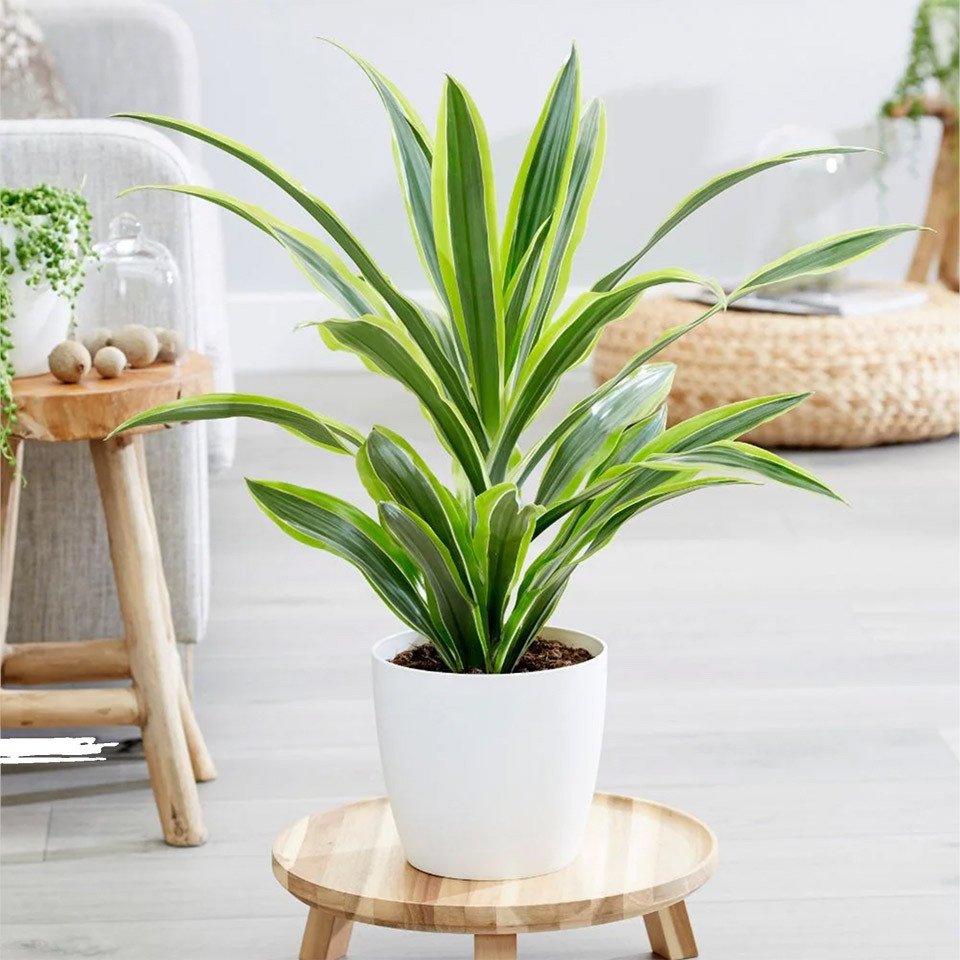 Hình ảnh cây thiết mộc lan, một loại cây hợp phong thủy với người sinh năm 2002