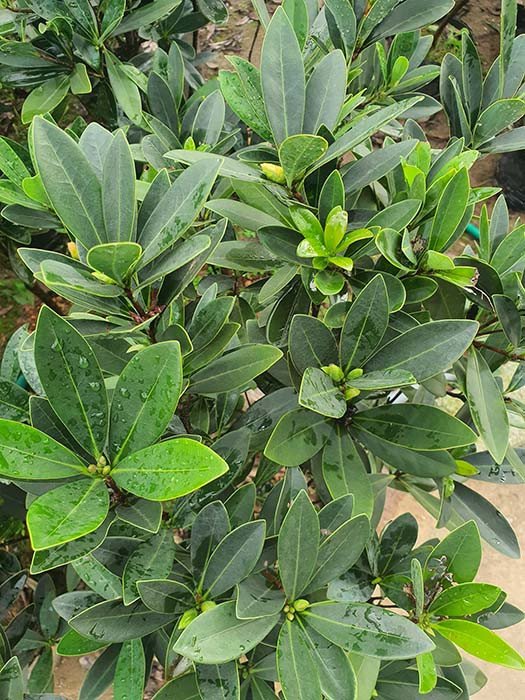Hình ảnh cây trà tứ quý sai hoa quanh năm, mang ý nghĩa phong thủy tốt lành cho gia chủ.