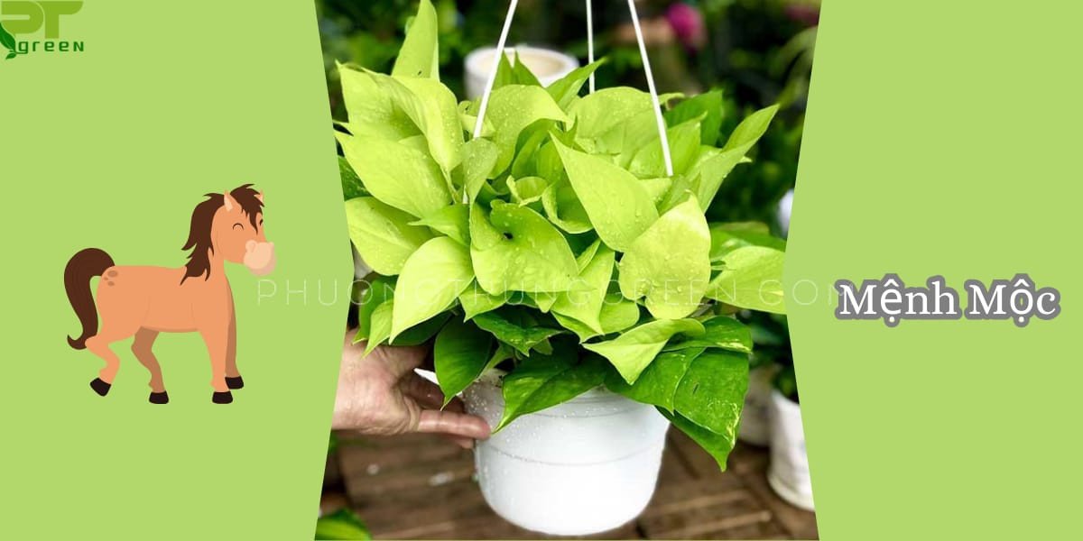 Hình ảnh cây trầu bà vàng biểu tượng cho sự thịnh vượng của mệnh Mộc