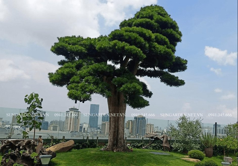 Hình ảnh cây tùng la hán với dáng vẻ hùng vĩ trong tự nhiên, biểu tượng cho sức sống mãnh liệt