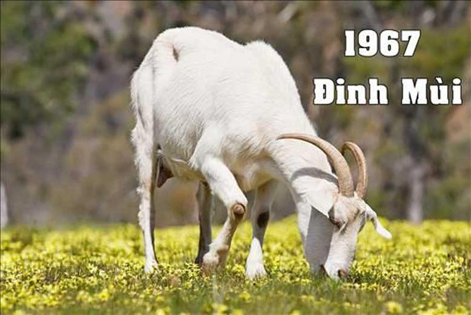 Hình ảnh con Dê tượng trưng cho tuổi Đinh Mùi của nam sinh 1967
